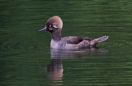 Hooded Merganser