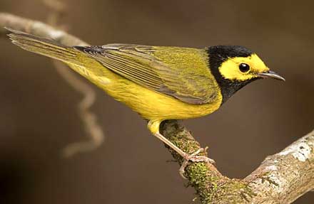 Hooded Warbler 