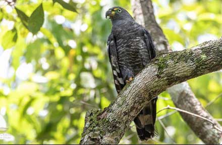 Hook-billed Kite