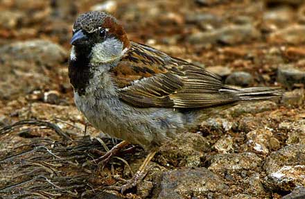 House Sparrow 