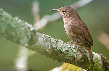 House Wren 