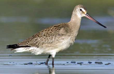 Hudsonian Godwit