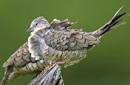 Inca Dove