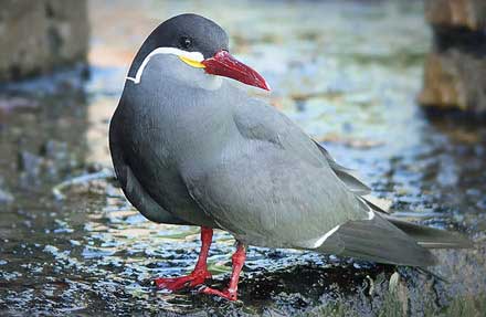 Inca Tern 