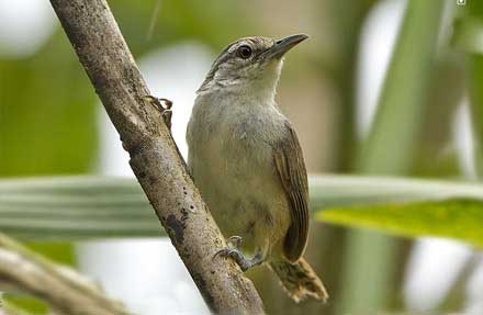 Isthmian Wren antes [Plain wren] 