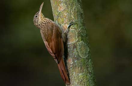 Ivory-billed Woodcreeper 