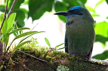 Keel-billed Motmot