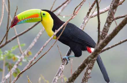 Keel-billed Toucan