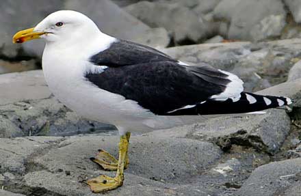 Kelp Gull 