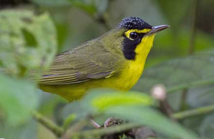 Kentucky Warbler 