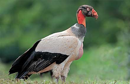 King Vulture