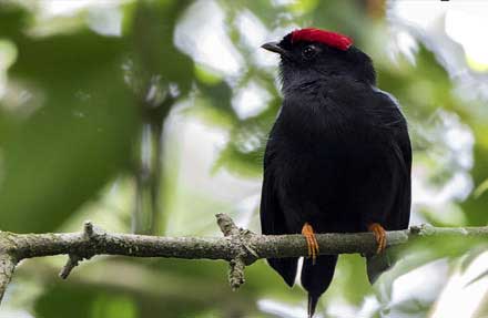 Lance-tailed Manakin 