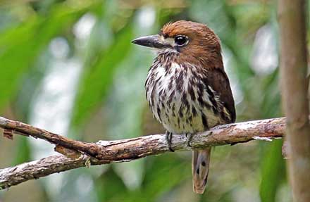 Lanceolated Monklet