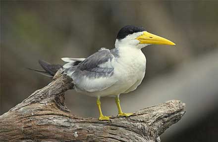 Large-billed Tern