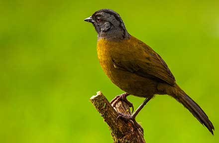 Large-footed Finch