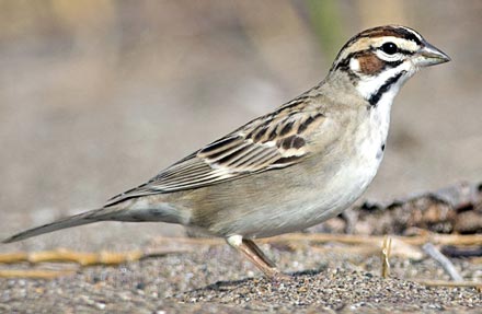 Lark Sparrow 