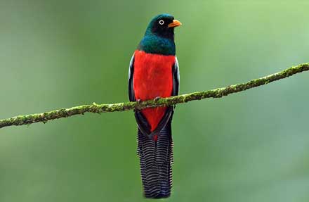 Lattice-tailed Trogon