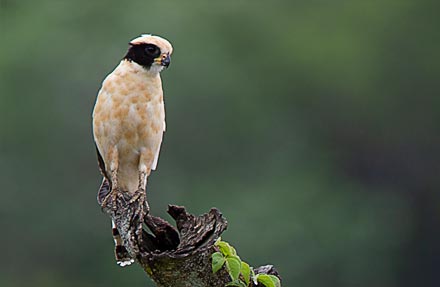 Laughing Falcon