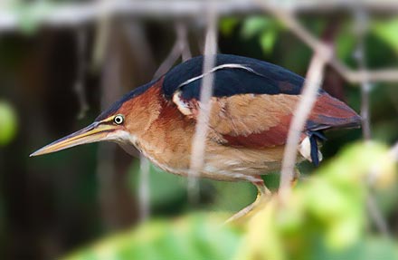 Least Bittern