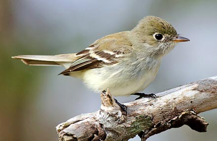 Least Flycatcher 