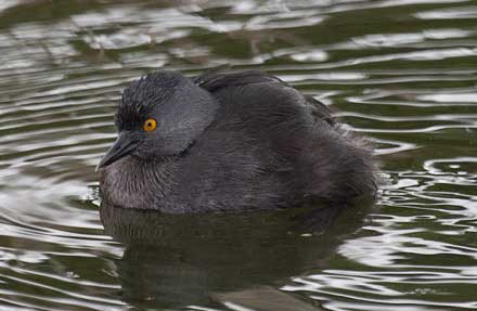 Least Grebe