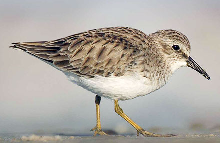 Least Sandpiper