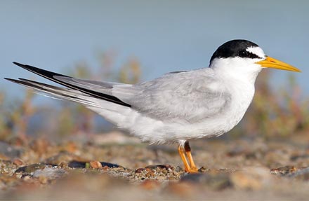 Least Tern