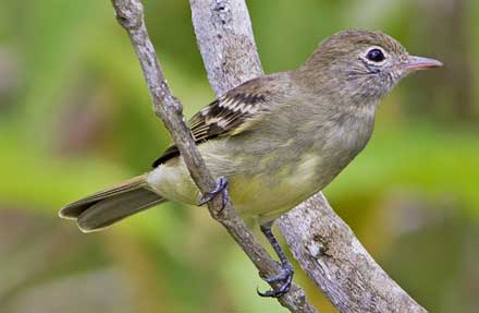 Lesser Elaenia 