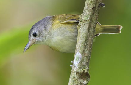 Lesser Greenlet 