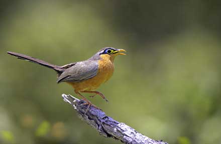 Lesser Ground-Cuckoo