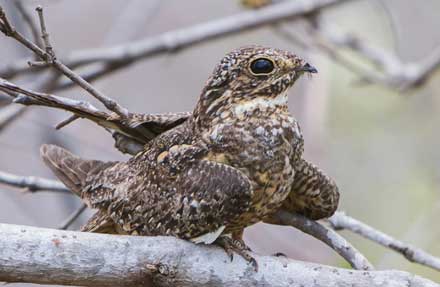 Lesser Nighthawk