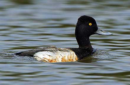 Lesser Scaup 