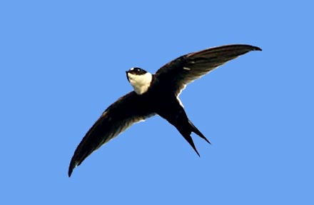 Lesser Swallow-tailed Swift
