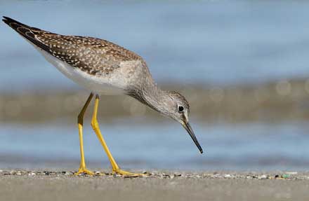 Lesser Yellowlegs