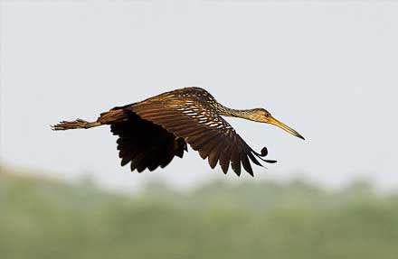 Limpkin