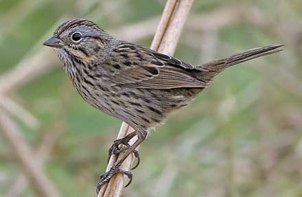Lincolns Sparrow 