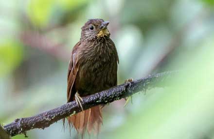Lineated Foliage-gleaner 