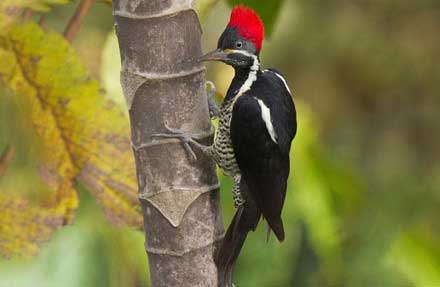 Lineated Woodpecker