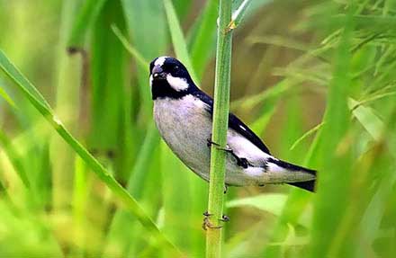 Lined Seedeater 