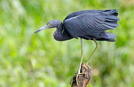 Little Blue Heron