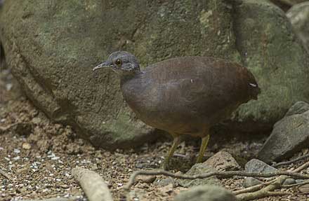Little Tinamou