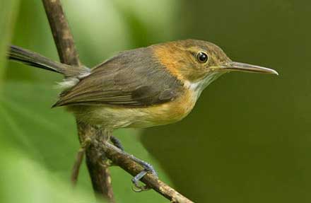 Long-billed Gnatwren 