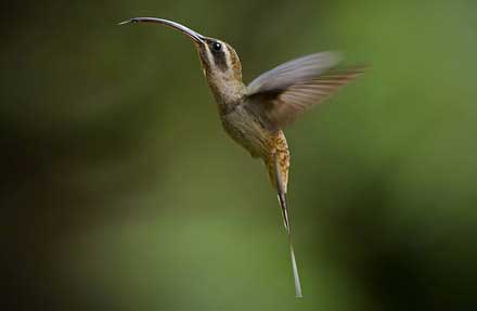 Long-billed Hermit