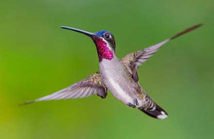 Long-billed Starthroat