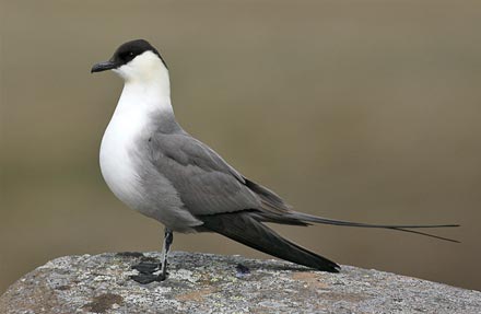 Long-tailed Jaeger
