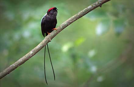 Long-tailed Manakin 