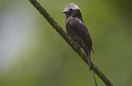 Long-tailed Tyrant 