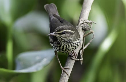 Louisiana Waterthrush 