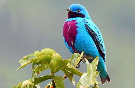 Lovely Cotinga 