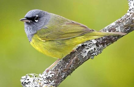 MacGillivray